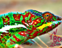 How Do Chameleons Change Color?